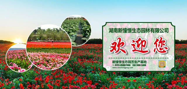 首页头部广告