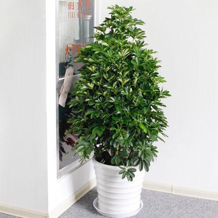鸭脚木盆栽大型七叶莲绿植盆栽客厅花卉吸甲醛净化空气植物