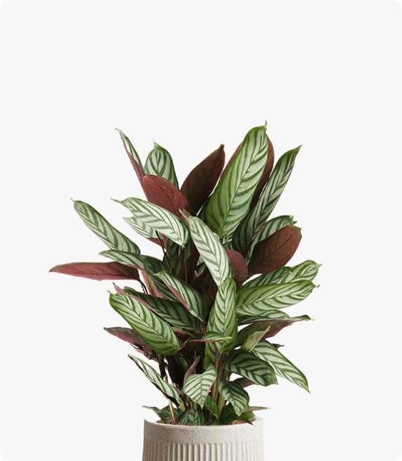 孔雀竹芋