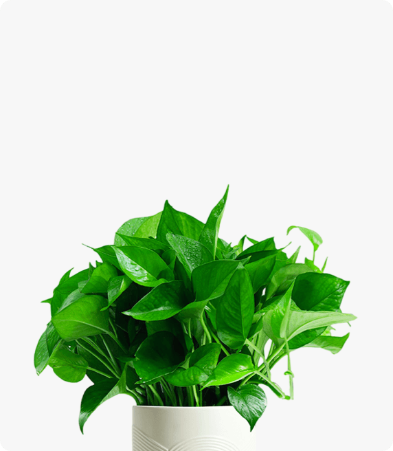 小绿萝  小植物