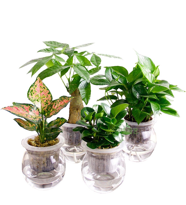 水培植物