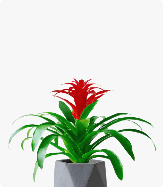 鸿运当头 凤梨 红星