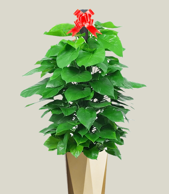 绿萝柱  大绿萝
