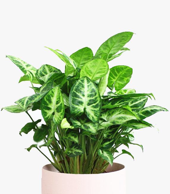 小植物