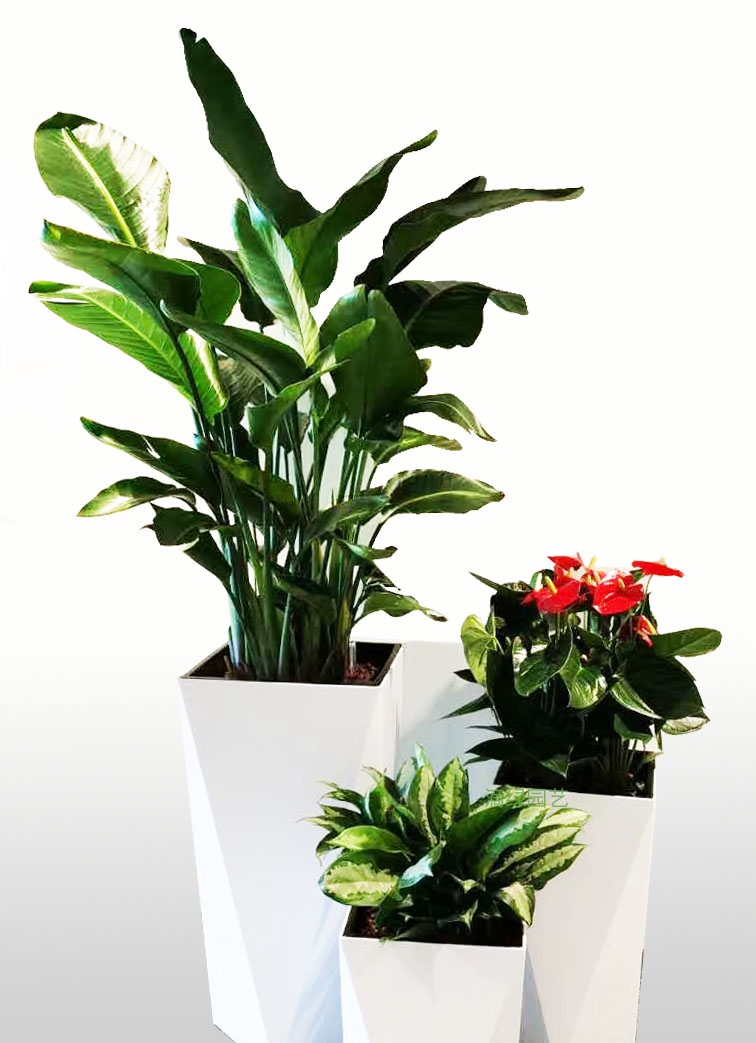 三植物组合