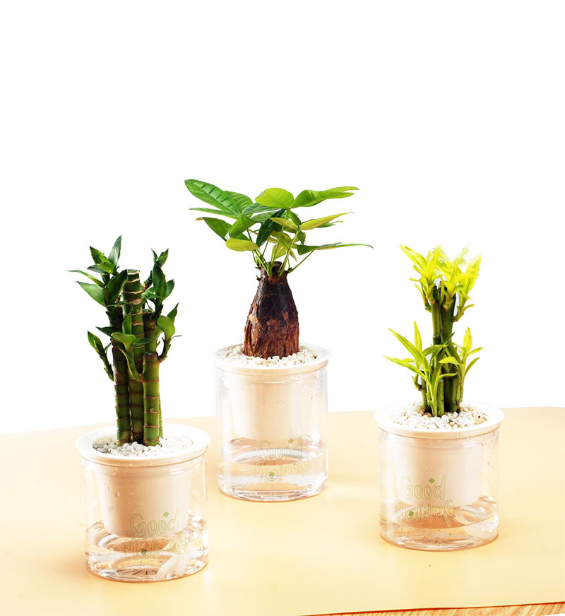 水培植物
