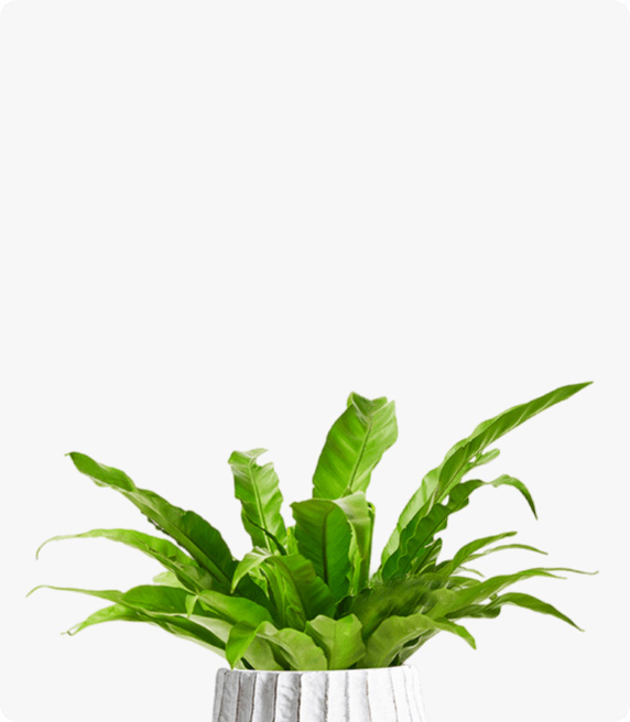 小绿萝  小植物