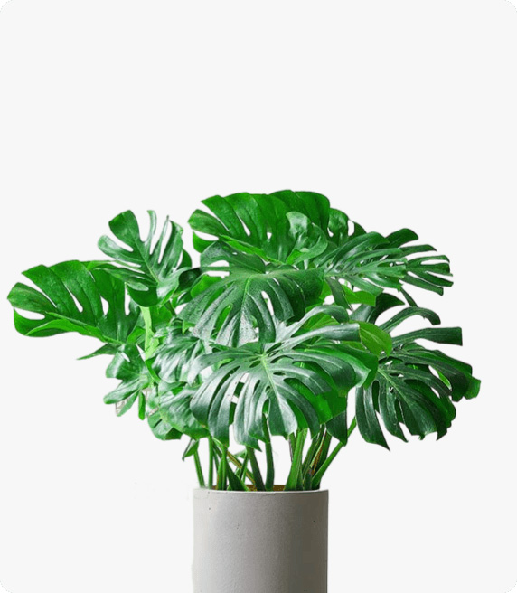 龟背竹