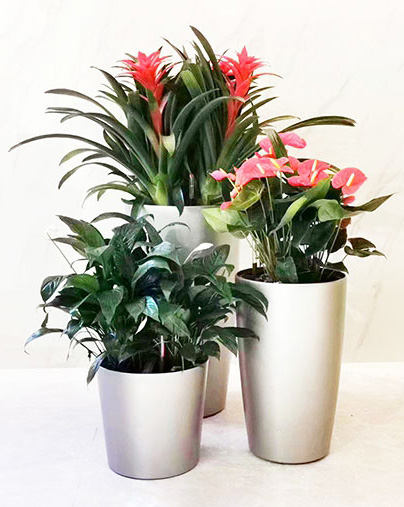 三植物组合