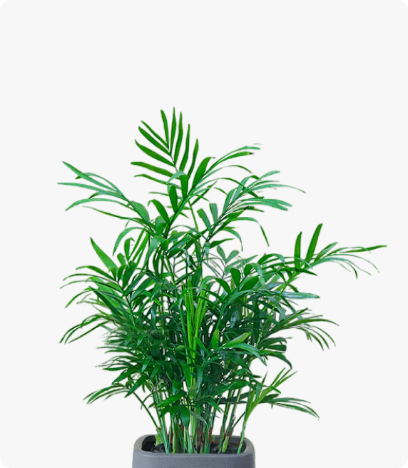 小植物