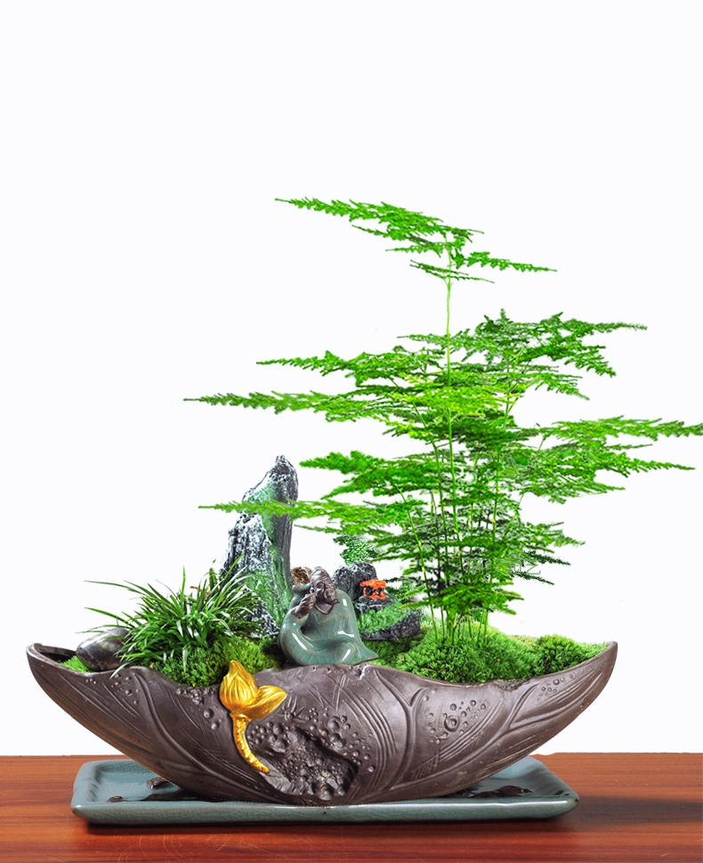 云竹 文竹组合