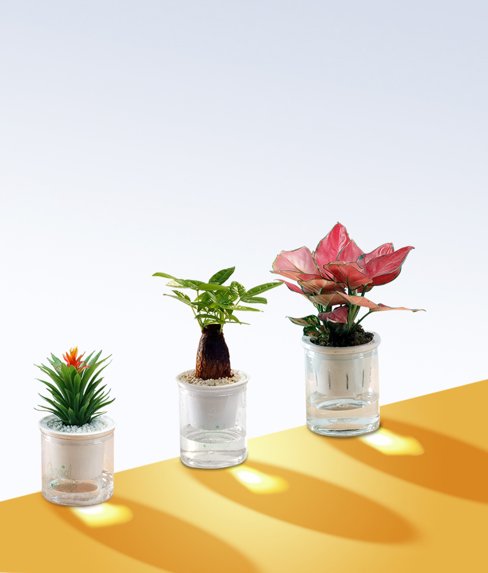 水培植物
