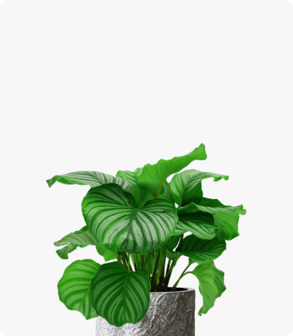 小植物
