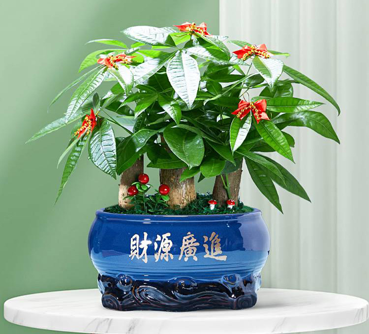 发财树组合