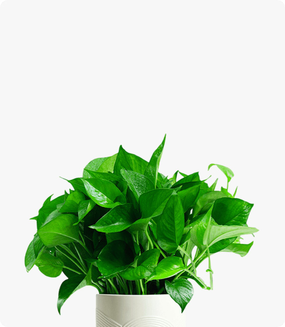 小绿萝