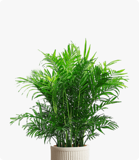 袖珍椰子