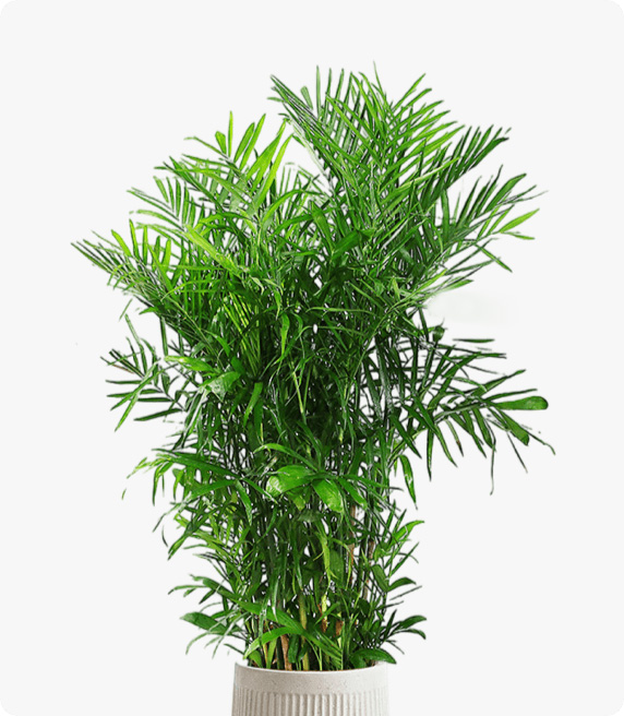 夏威夷竹