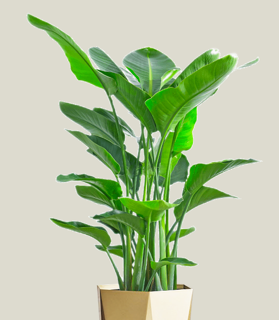 天堂鸟