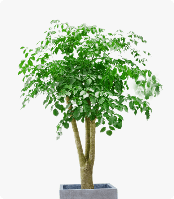 多枝幸福树