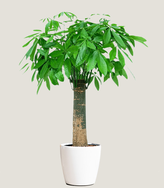 单杆发财树